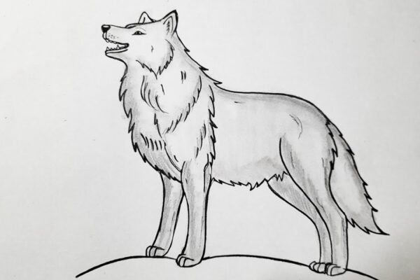 drawing:el5lvtvvu6c= wolf