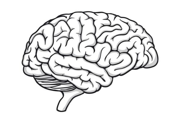 clipart:ee-zgj_h1oc= brain