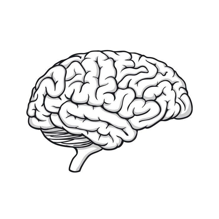 clipart:ee-zgj_h1oc= brain